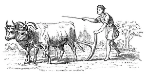 Bull Animal Prints: Old agriculture
