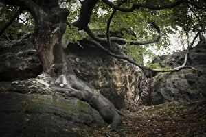 Images Dated 8th October 2011: Old beech tree -Fagus- on a rock, Saxon Switzerland National Park, Saxon Switzerland region