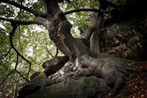 Old beech tree -Fagus- on a rock, Saxon Switzerland National Park, Saxon Switzerland region, Saxony, Germany