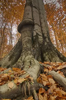 Tree Stump Gallery: Old beech tree in the Wienerwald or Vienna Woods, Lower Austria, Austria, Europe
