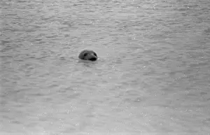 Sea Creature Prints: Old Bull Seal