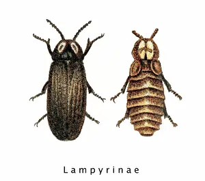 Insect Lithograph Prints: Old chromolithograph of Entomology, Glow worm (Lampyris splendidula)