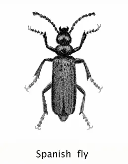 Insect Lithograph Prints: Old chromolithograph of Entomology