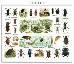 Insect Lithograph Prints: Old chromolithograph of Entomology, Beetles