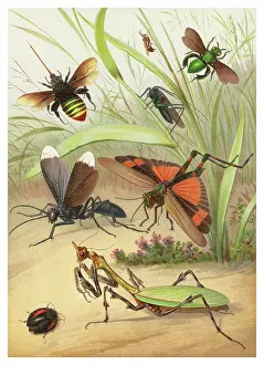 Old chromolithograph of Entomology - Hymenoptera and chewing insects