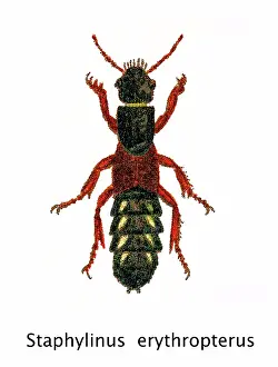 Insect Lithograph Prints: Old chromolithograph of Entomology - Staphylinus erythropterus, rove beetle