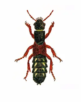 Insect Lithograph Prints: Old chromolithograph of Entomology - Staphylinus erythropterus, rove beetle