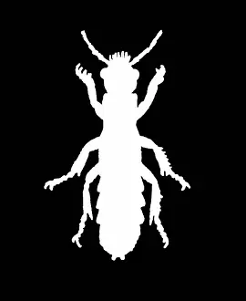 Insect Lithograph Prints: Old chromolithograph of Entomology - Staphylinus erythropterus, rove beetle
