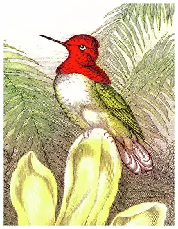 Prints of Antique Illustration, Copyright has expired on this artwork. From my own archives, digitally restored Historical Chromolithograph Art Prints: Old chromolithograph illustration of Anna's Hummingbird (Selasphorus floresii)