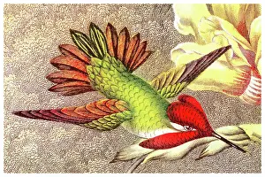 Prints of Antique Illustration, Copyright has expired on this artwork. From my own archives, digitally restored Historical Chromolithograph Art Prints: Old chromolithograph illustration of Anna's Hummingbird (Selasphorus floresii)