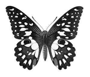 Prints of Antique Illustration, Copyright has expired on this artwork. From my own archives, digitally restored Colourful Butterflies Prints: Old chromolithograph illustration of Birdwing Butterfly (Papilio erichthonius)