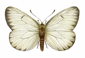 Old chromolithograph illustration of black-veined white butterfly (Aporia crataegi)