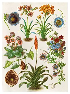 Old chromolithograph illustration of blossom houseplants