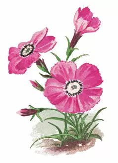 Old chromolithograph illustration of Botany, Alpine plant - the alpine pink (Dianthus alpinus)