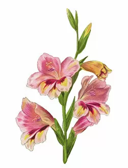 Old chromolithograph illustration of Botany, Gladiolus - perennial cormous flowering plant