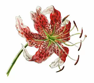 Old chromolithograph illustration of botany, Japanese lily (Lilium speciosum)
