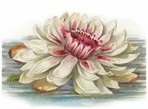 Old chromolithograph illustration of Botany, Water Lily (Victoria regia, Victoria amazonica)