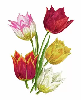 Old chromolithograph illustration of Botany, van Thol tulip, Schrenck's tulip (Tulipa suaveolens, Tulipa schrenkii)