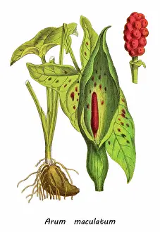 Old chromolithograph illustration of Botany, The Lords-and-Ladies, Cuckoo-pint (Arum maculatum)