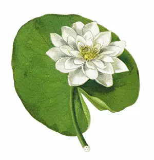 Old chromolithograph illustration of Botany, white waterlily, European white water lily or white nenuphar (Nymphaea alba)