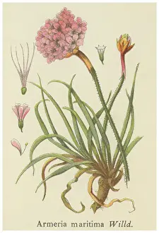 Old chromolithograph illustration of Botany, thrift, sea thrift or sea pink (Armeria maritima)