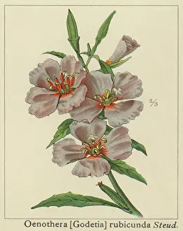 Old chromolithograph illustration of Botany, Ruby Chalice Clarkia or Farewell to Spring (Clarkia rubicunda)