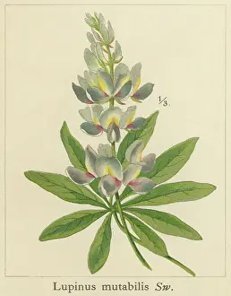Old chromolithograph illustration of Botany, tarwi, chocho, altramuz, Andean lupin, South American lupin, Peruvian field lupin, and pearl lupin (Lupinus mutabilis)