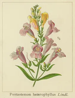 Old chromolithograph illustration of Botany, bunchleaf penstemon, foothill penstemon or foothill beardtongue (Penstemon heterophyllus)