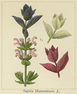 Old chromolithograph illustration of Botany, Tricolor Sage Plant (Salvia horminum)