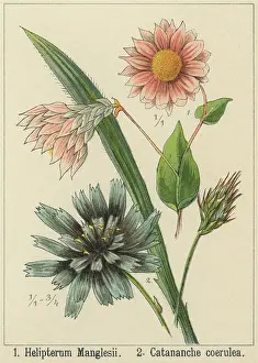 Botanical Illustration Prints: Old chromolithograph illustration of Botany