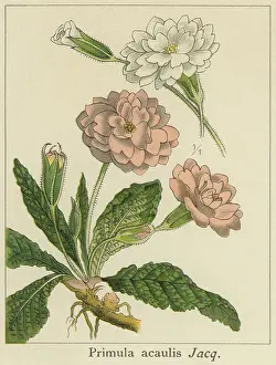 Botanical Illustration Prints: Old chromolithograph illustration of Botany