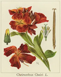 Botanical Illustration Prints: Old chromolithograph illustration of Botany