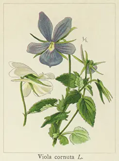 Botanical Illustration Prints: Old chromolithograph illustration of Botany, horned pansy or horned violet (Viola cornuta)