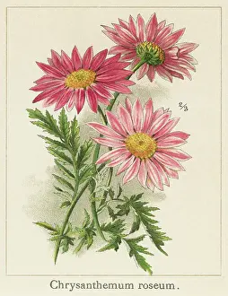 Botanical Illustration Prints: Old chromolithograph illustration of Botany