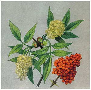 Botanical Illustration Prints: Old chromolithograph illustration of Botany