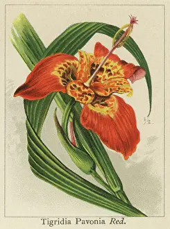 Botanical Illustration Prints: Old chromolithograph illustration of Botany