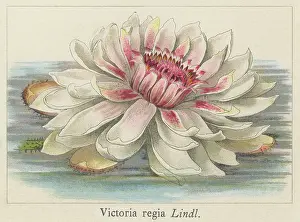 Botanical Illustration Prints: Old chromolithograph illustration of Botany