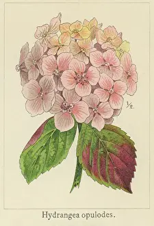 Botanical Illustration Prints: Old chromolithograph illustration of Botany