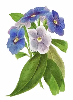 Botanical Illustration Prints: Old chromolithograph illustration of Botany