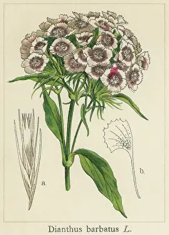 Botanical Illustration Prints: Old chromolithograph illustration of Botany, sweet William (Dianthus barbatus)