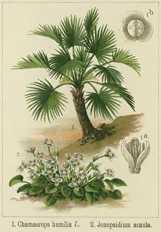 Botanical Illustration Prints: Old chromolithograph illustration of Botany