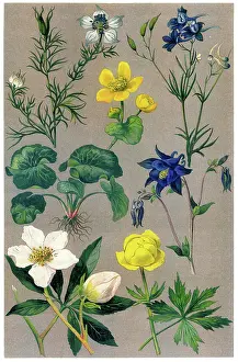 Botanical Illustration Prints: Old chromolithograph illustration of Botany