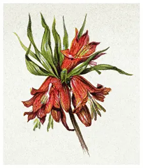 Botanical Illustration Prints: Old chromolithograph illustration of Botany