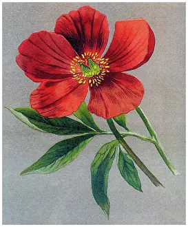Botanical Illustration Prints: Old chromolithograph illustration of Botany