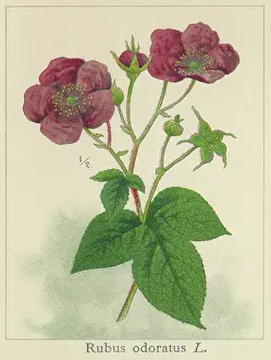 Botanical Illustration Prints: Old chromolithograph illustration of Botany