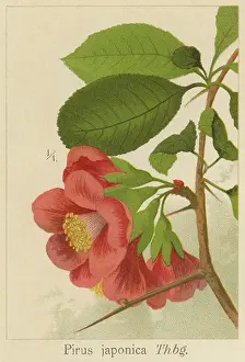 Old chromolithograph illustration of Botany, Japanese quince or Maule's quince (Chaenomeles japonica) a species of flowering quince that is native to Japan