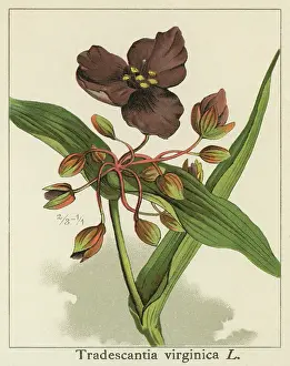 Old chromolithograph illustration of Botany, Virginia spiderwort (Tradescantia virginiana)