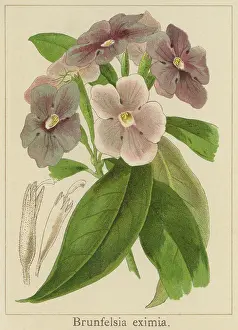 Old chromolithograph illustration of Botany, today, tomorrow together, morning-noon-and-night, kiss me quick or Brazil raintree (Brunfelsia pauciflora)