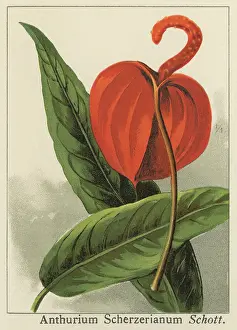 Old chromolithograph illustration of Botany, flamingo flower or pigtail plant (Anthurium scherzerianum)
