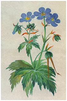 Old chromolithograph illustration of Botany, the meadow crane's-bill or meadow geranium (Geranium pratense) a species of flowering plant in the family Geraniaceae